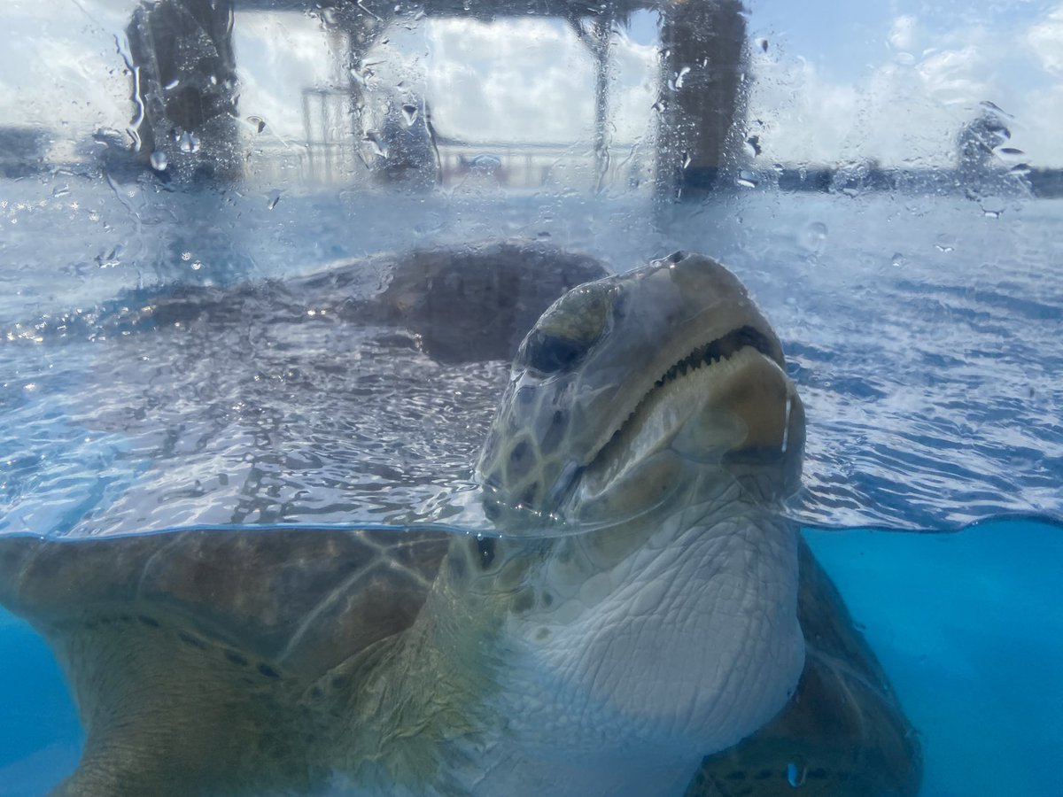 Permian Orchestra tweet media