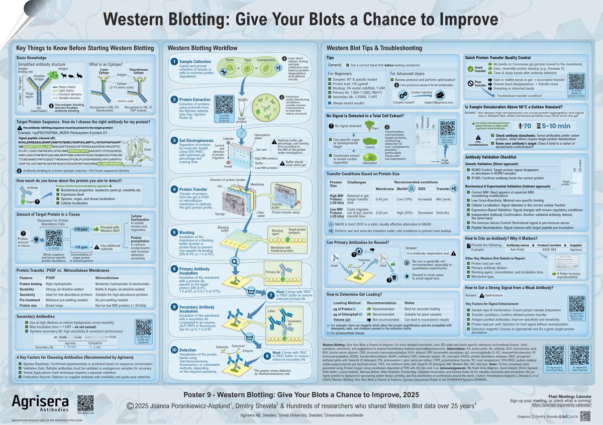 Thrilled to announce our new #SciArt project! Agrisera Educational Poster 9 on Western Blotting, designed by <a href="/SciGrafik/">Dmitry Shevela 🇺🇦</a> 🇸🇪. Thanks to <a href="/Agrisera/">Agrisera</a> 🇸🇪 for sponsoring and distributing it worldwide! 🌍
📰 Get your free copy: agrisera.com/en/educational…
