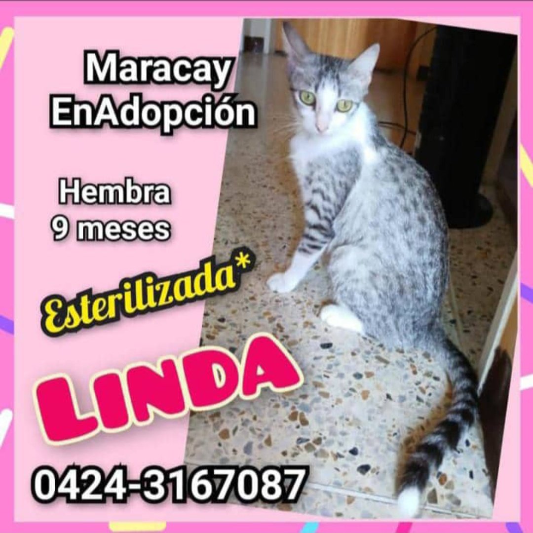 #MARACAY #EnAdopcionResponsable la hermosa gatita LINDA, Tabby bicolor, blanco y gris, hembra, 9 meses, Esterilizada, desparasitada, rescatada del abandono #BuscaHogar responsable. Solo WhatsApp 📱 0424-3167087 por favor <a href="/PerroUsuario/">PerroUsuario Wof '•'</a> #Comparte #NoAlAbandono🐾  #Esteriliza