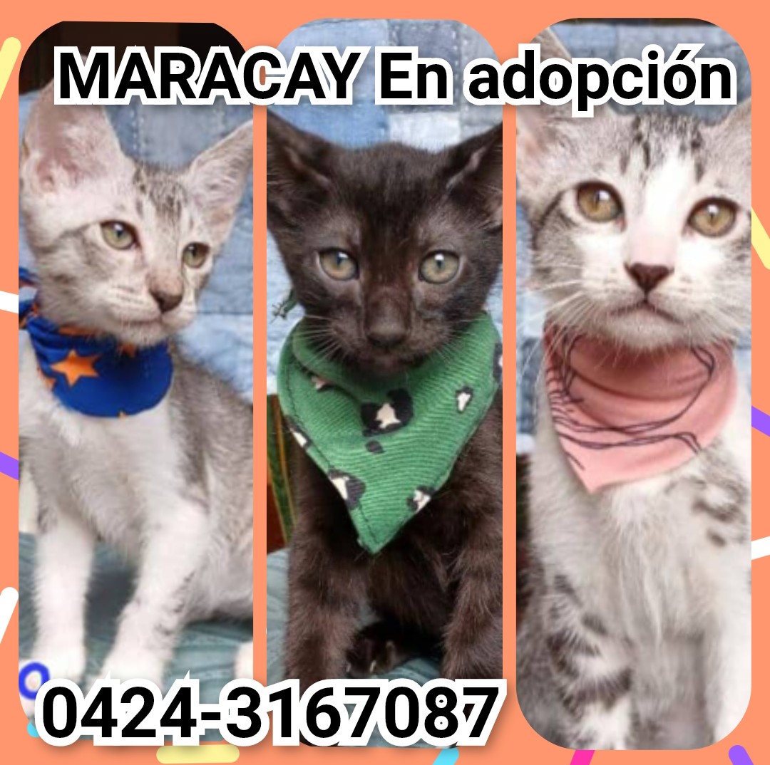 #Maracay #EnAdopción los hijitos de Linda nacieron hace 2 meses en una alcantarila fueron rescatados con su madre. Ya están listos para ir a un hogar responsable.  Desparasitados, usan su arenero,  cariñosos📱 0424-3167087  #CompromisoDeEsterilizacion <a href="/PerroUsuario/">PerroUsuario Wof '•'</a> #BuscaHogar