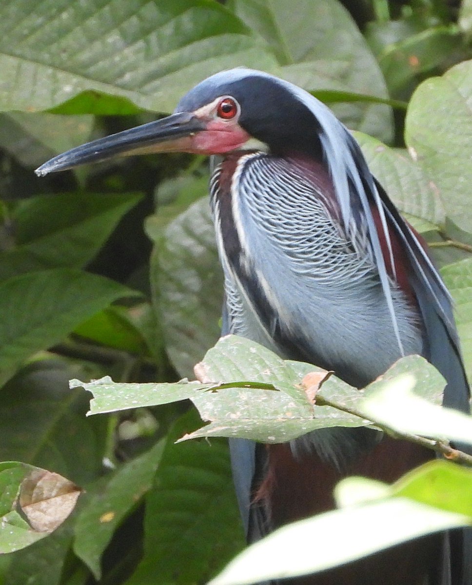 In breeding plumage AGAMIS are surely the most beautiful herons on earth. The most accessible nesting colony is near Puerto Limon, Costa Rica. If you want to lay eyes on them contact ⁦<a href="/TheBirdway/">Johan</a>⁩ photo ⁦<a href="/Chardbirder/">Roger</a>⁩