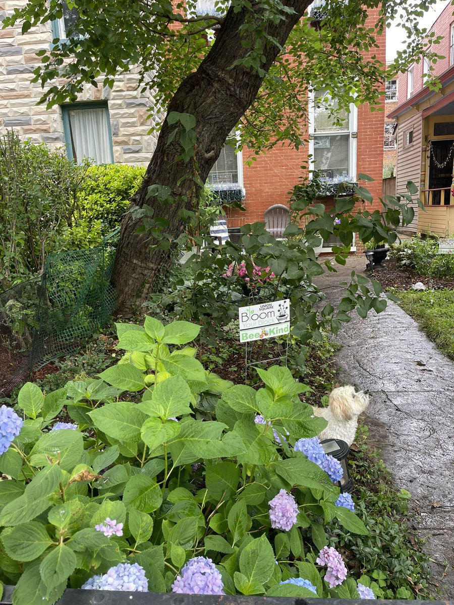 breanarossWBAL's tweet image. I enjoyed judging the Bloom Your Block competition in Union Square where neighbors beautify their doorsteps & blocks with plants, furniture, and more! We walked and judged over a dozen blocks. Here are some of the winners! @wbaltv11 #wbaltv11 #WBALInTheCommunity #HearstGivesBack