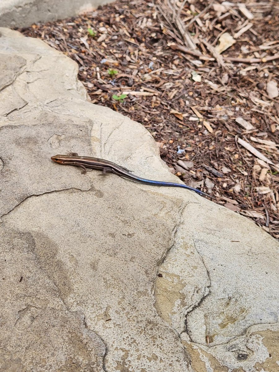 Lykoswindden's tweet photo. Found this beautiful lizard https://t.co/3jkSYX3UMC