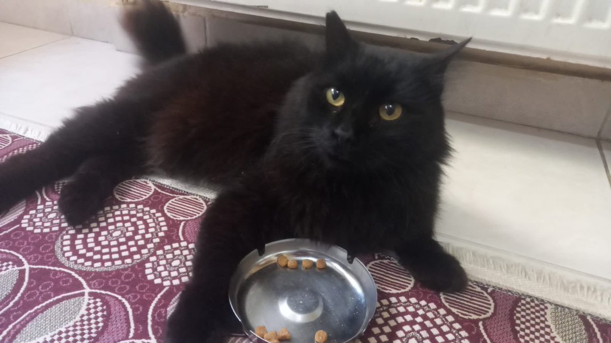 KARTAL ‼️‼️ yolda ev kedisine benzeyen KEDİ BULUNMUŞ‼️ 

KEDİSİNİ KAYBEDEN VAR MI ‼️‼️📣 ⁉️ 

vet kapalı, çipi var mı diye bakamamışlar henüz. 

Kişi şehir dışına gidiyor ACİL KORUMA‼️
0543 120 34 33