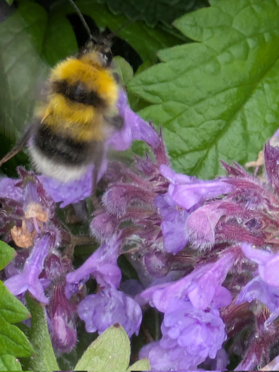Village is looking good.  Footpaths got a good makeover today. Thanks to our Volunteers for all their help.