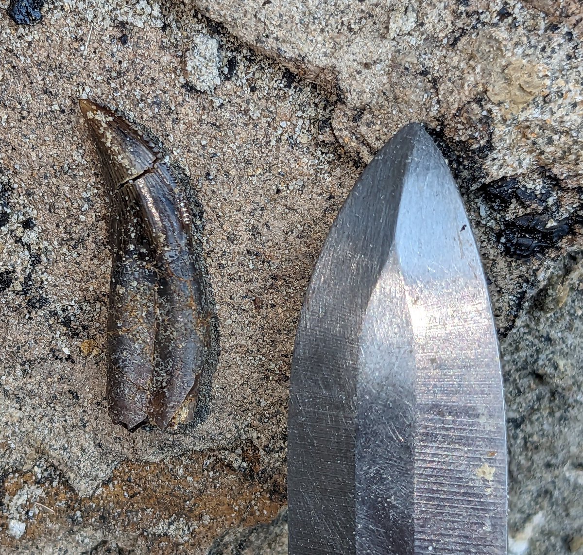 It's cold at our digsite today, but we just found this delightful troodontid raptor tooth. This is the site where we have found parts of a troodontid skeleton. Maybe a jaw is nearby, waiting to be found next!

Dino. Park Fm, Montana. From US public lands

#FossilFriday #dinosaur