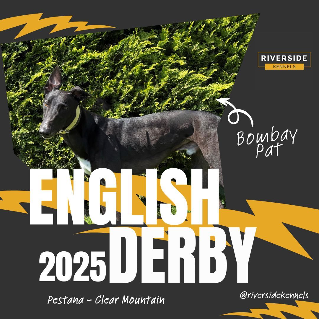 An amazing achievement for the team, we proudly share our THREE Towcester Star Sports and TRC English Derby Finalists! 

▶️ Bockos Diamond
▶️ Bombay Pat
▶️ Cheap Sandwiches

#GreyhoundDerby2025