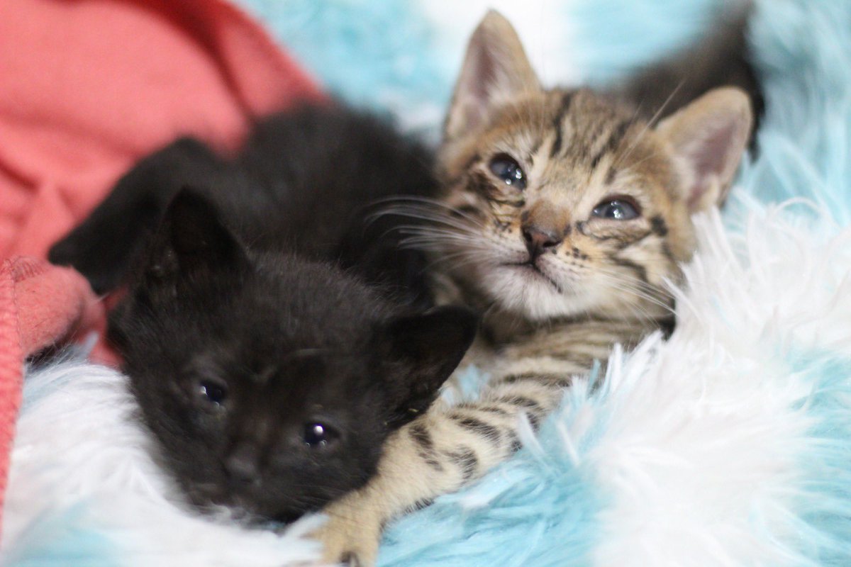 Muchas gracias a todos por la difusión, estos dos bebés se van mañana a una casita juntosss❤️❤️