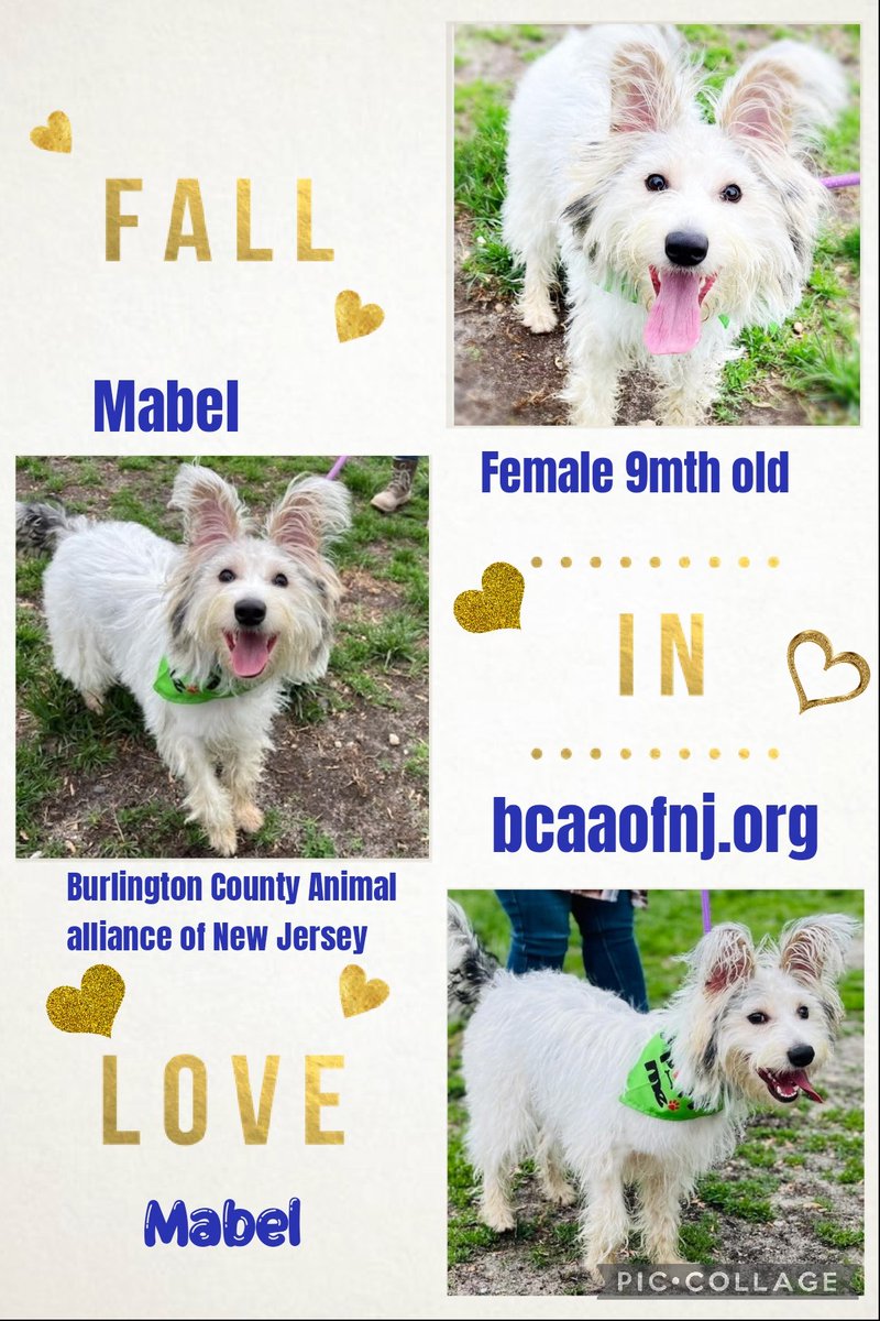 There's no place like home,so everyone keep your paws crossed that we can help make Mabel's dreams come true &amp; find her a furever home with a loving human to chill out with.
Your RT might just find one so please RT
More info at bcaaofnj.org
#OTLFP #adoptdontshop
#USA