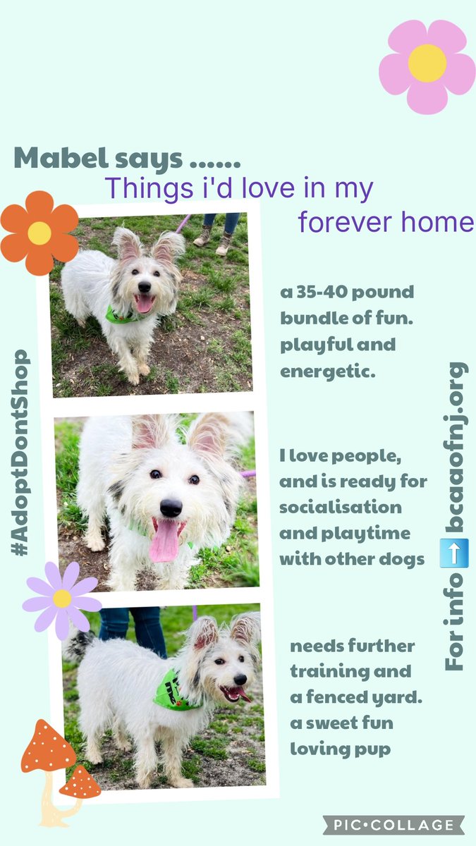 I'm hoping Mabel can find a home to put her paws up 
A forever home with her own human to show her love &amp; kindness,with treats&amp;toys&amp;a bed to snuggle on
Please RT to help #OTLFP #AdoptDontShop
All info➡️ bcaaofnj.org #NewJersey #USA
Burlington County Animal Alliance