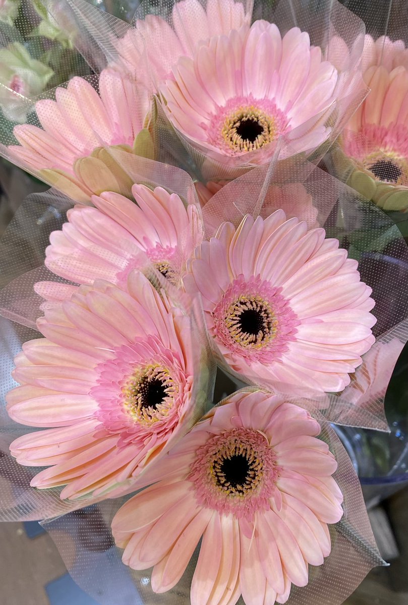 The sun sets again today 
I’m alone 
My heart is empty 
I can’t resist the memories 
I feel weak 
What’s important is 
Only irreplaceable memories 
✿ ✿ ✿❁⃘*.ﾟ🕊*.･💖𐙚
#memory