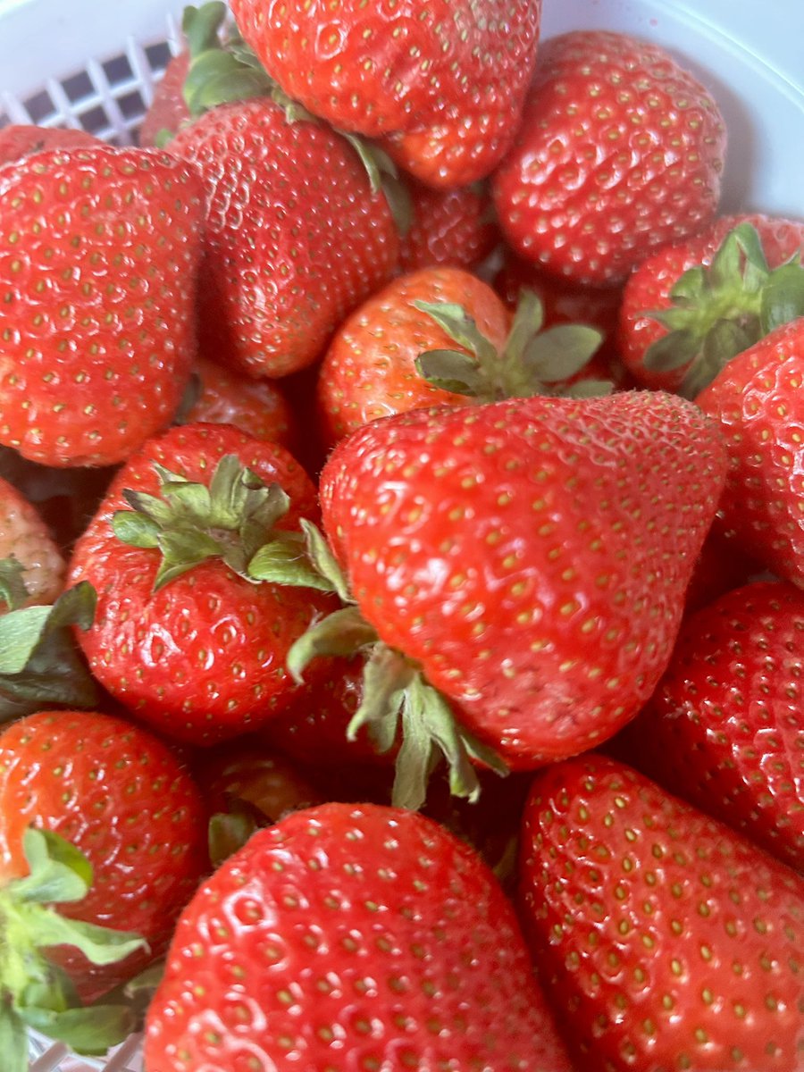 🍓Festival ft. <a href="/MetroRichmondYD/">Metro Richmond Area Young Dems</a> &amp; good vibes 😎