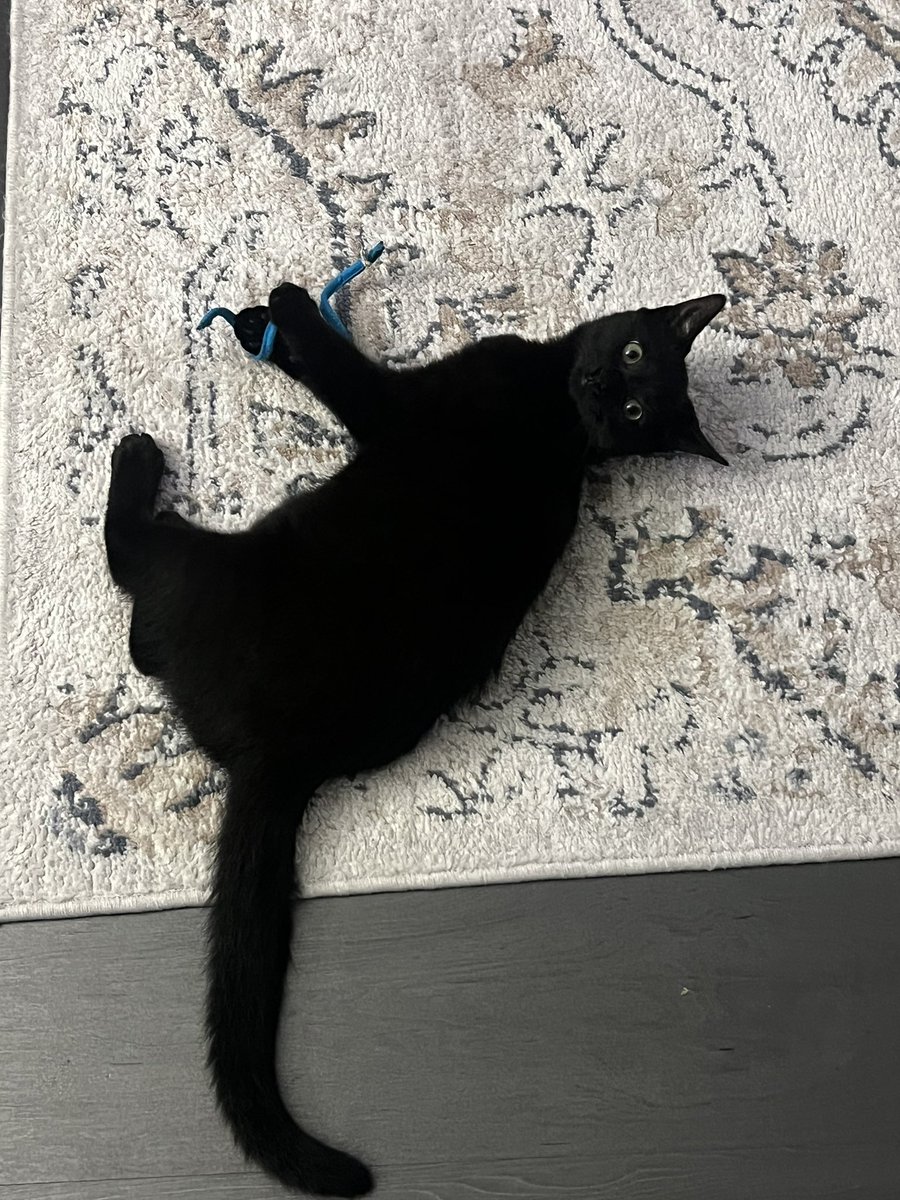 int3rnetbad's tweet image. got to hang out with ivy cat yesterday !! she’s so baby