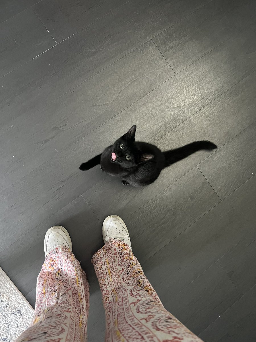 int3rnetbad's tweet image. got to hang out with ivy cat yesterday !! she’s so baby