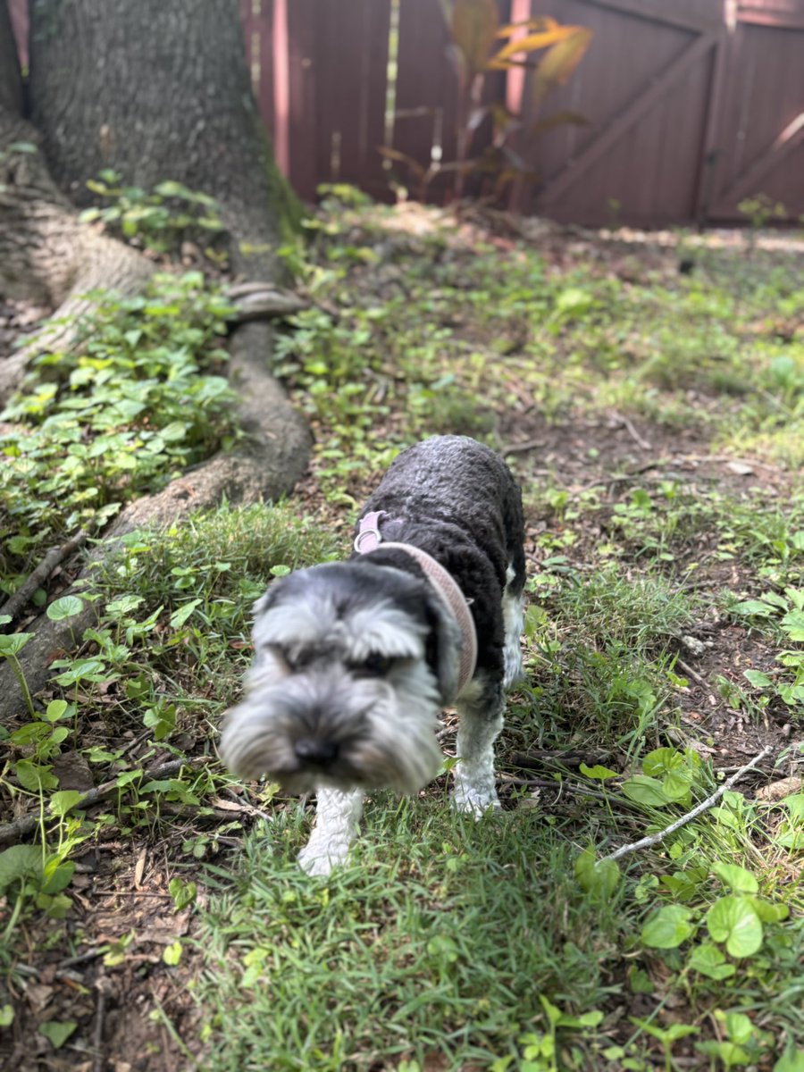 Tyler Overholt Daniel, MD (@md_overholt) on Twitter photo Missing my (dog) children while away in Houston for the <a href="/AmerUrological/">Amer. Urol. Assn.</a> #ARC2025. Grateful for some live stream pup content! Missing my (dog) children while away in Houston for the <a href="/AmerUrological/">Amer. Urol. Assn.</a> #ARC2025. Grateful for some live stream pup content!