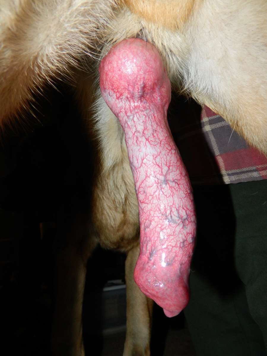 CoffeeDog460913's tweet photo. Cock fun K9 PC 🔥🤤💦🐕🔞 https://t.co/2dUpj56DOr