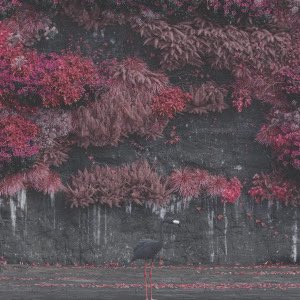 macaulay_moran's tweet photo. Top four albums of the year so far for me: https://t.co/YmNwpMWEbb