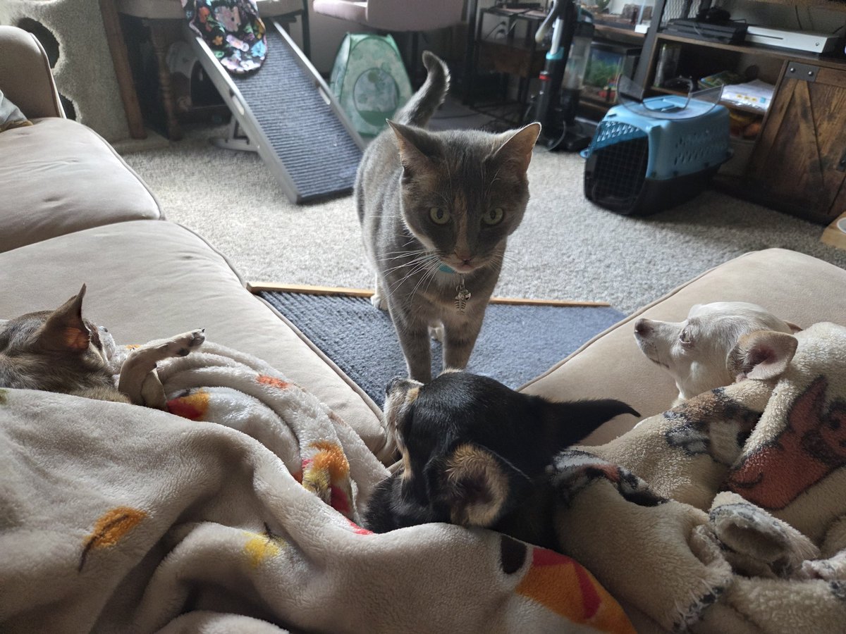 anyfurball's tweet photo. a summoning circle https://t.co/Am0mbkD9wd
