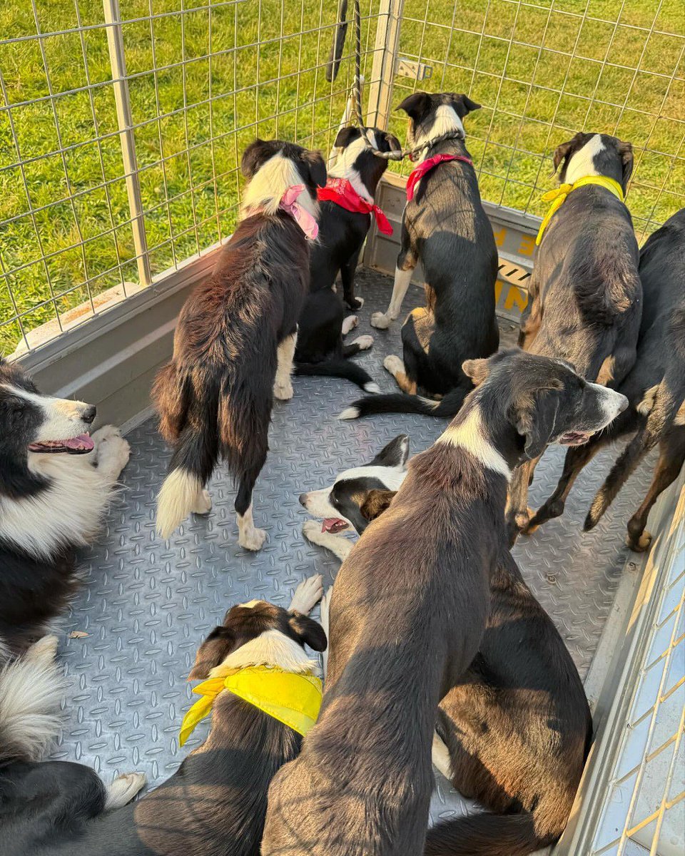 Daisy (@nvinh) on Twitter photo 