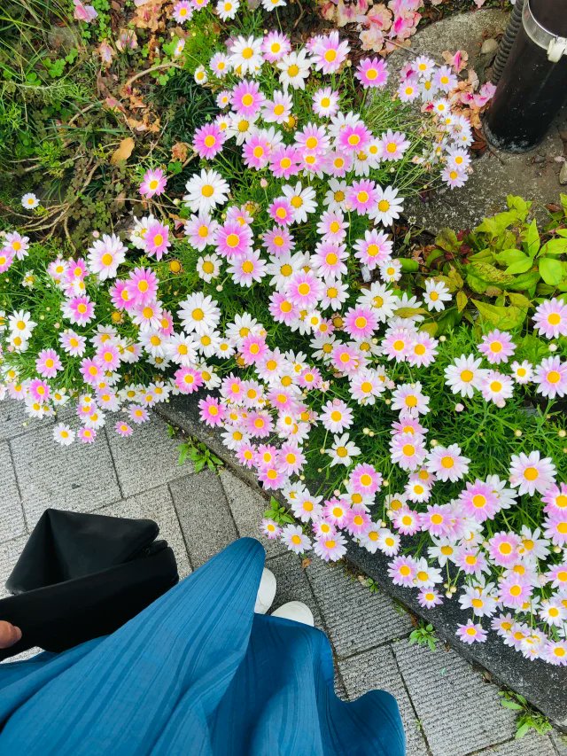 道端の花は癒やされます