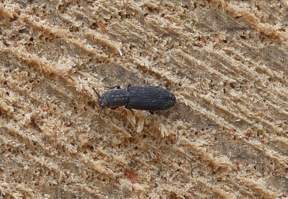 russell miller (@treeruss) on Twitter photo Pycnomerus angulatus?
~4.5mm
According to Duff, 2020 introduction from NZ, only recorded from Ireland.
Found at #WhitewebbsOak, Enfield, London 28 May 2025.
#NewtoUK?
<a href="/Coleopterist/">Max Barclay</a> <a href="/BritishBugs/">Tristan Bantock</a>
I have specimen.
#Zopheridae #Pycnomerus #Pycnomerusangulatus.
#BeetlesNewtoUK Pycnomerus angulatus?
~4.5mm
According to Duff, 2020 introduction from NZ, only recorded from Ireland.
Found at #WhitewebbsOak, Enfield, London 28 May 2025.
#NewtoUK?
<a href="/Coleopterist/">Max Barclay</a> <a href="/BritishBugs/">Tristan Bantock</a>
I have specimen.
#Zopheridae #Pycnomerus #Pycnomerusangulatus.
#BeetlesNewtoUK
