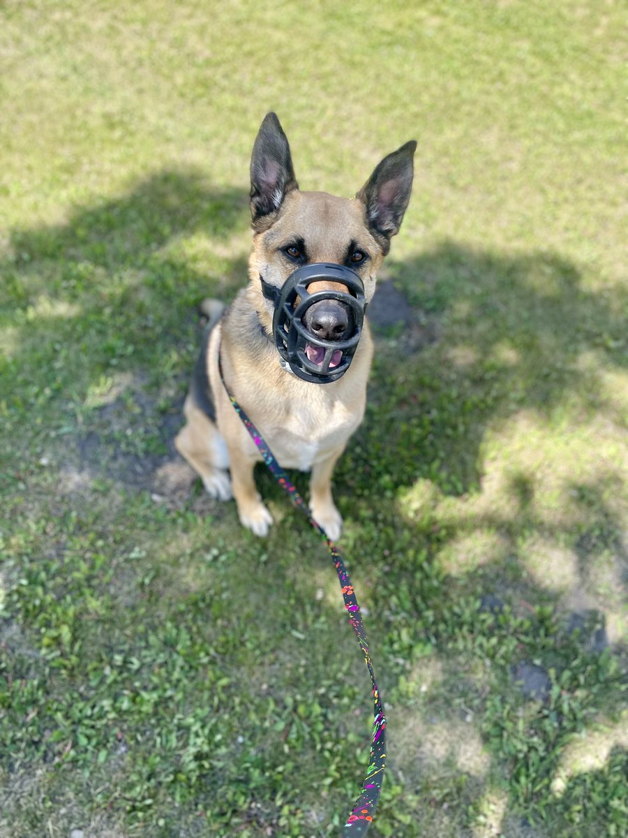 Happy Saturday pals!

I got to go on an adventure today.  It was very windy, but that means extra sniffs with minimal extra effort!