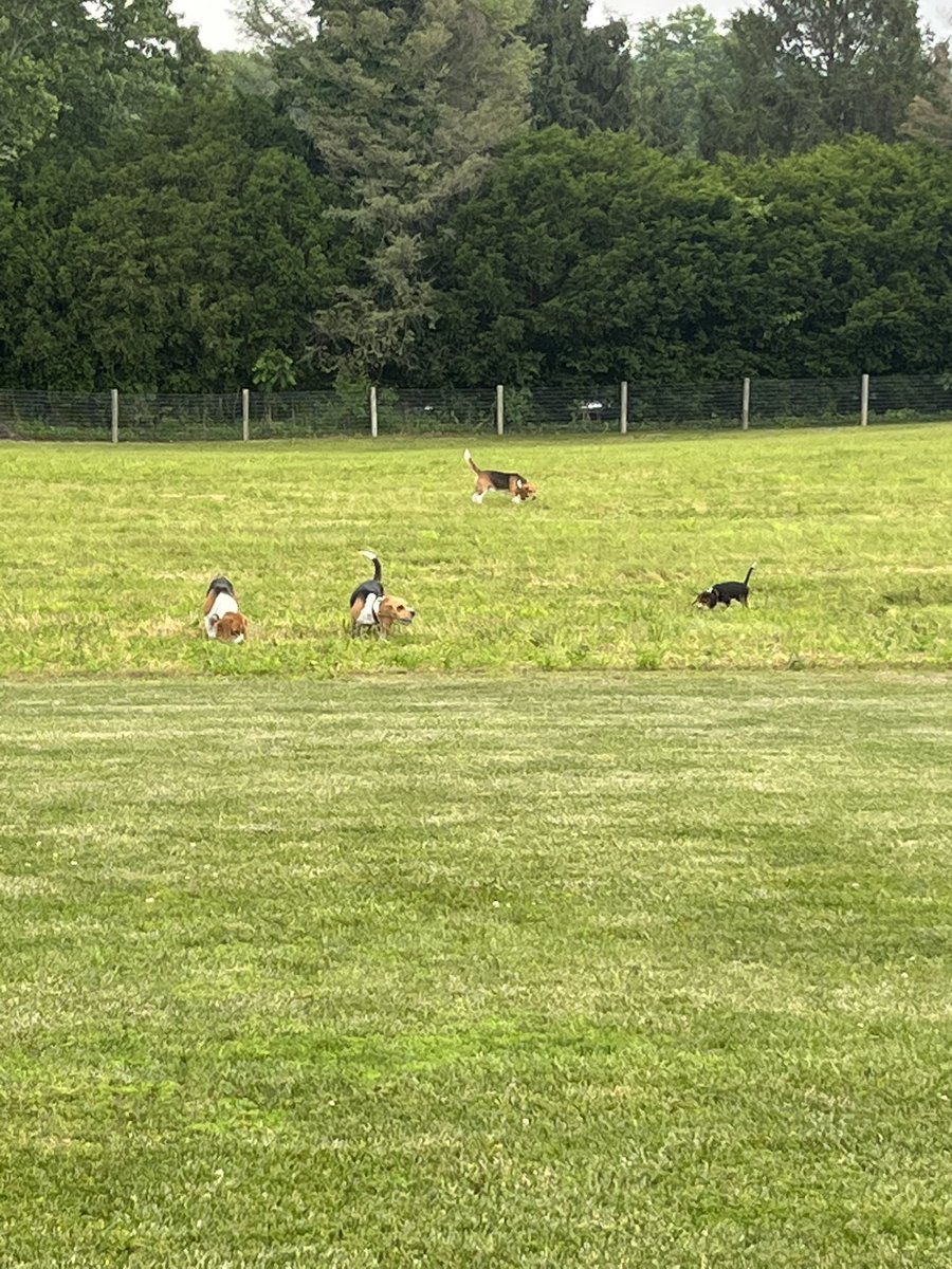 Wilbur visiting his new (and future) hunting buddies