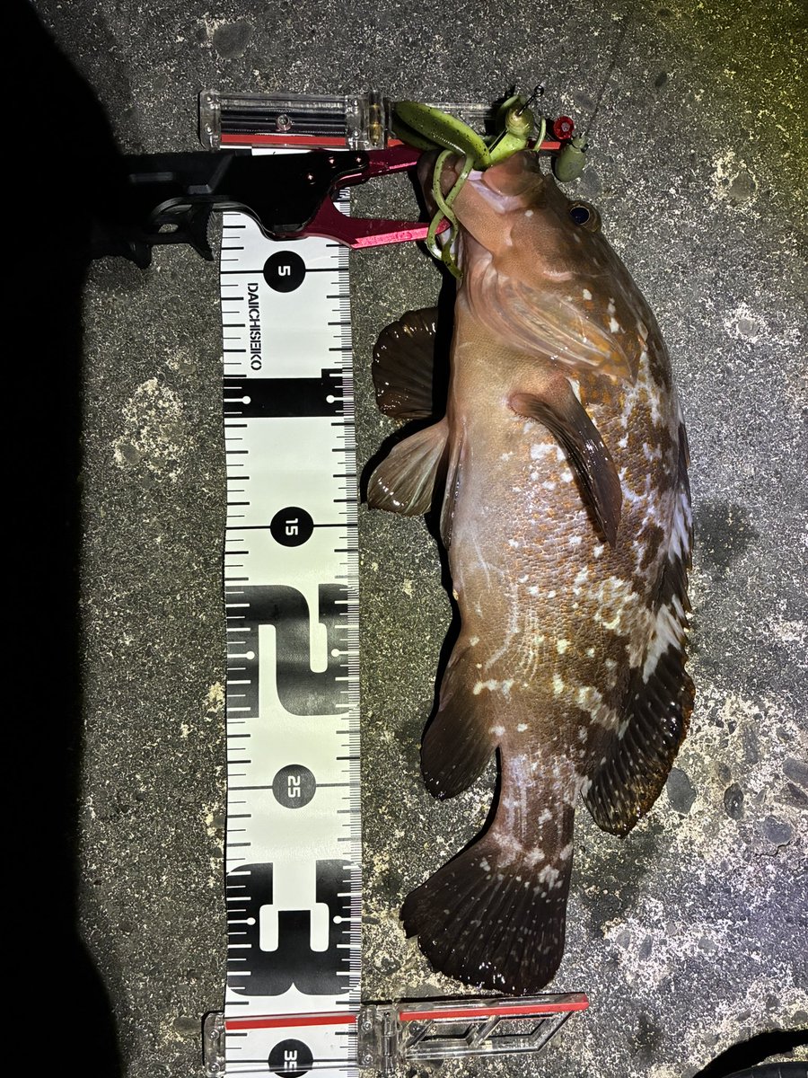 iggythefool2's tweet photo. 昨晩もロックフィッシュゲーム🐟
カサゴは余裕でつ抜け🤣
本命は3匹で最大36cm。
サイズは出なかったけどめっちゃ楽しい♡ https://t.co/EhvampoBNK