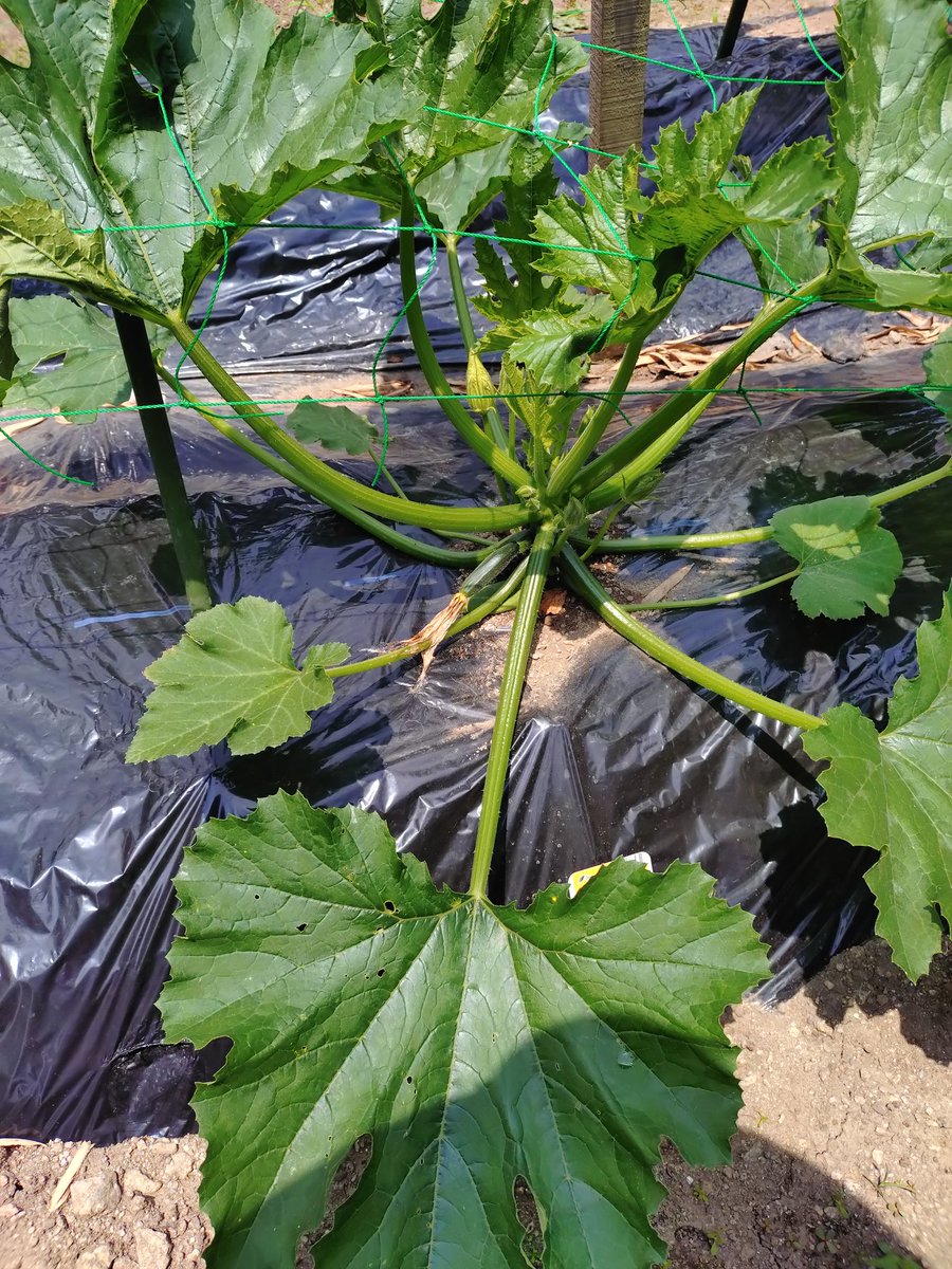 初めてズッキーニ🥒栽培！
キュウリと同じかなって思ってたけど…違うやん笑