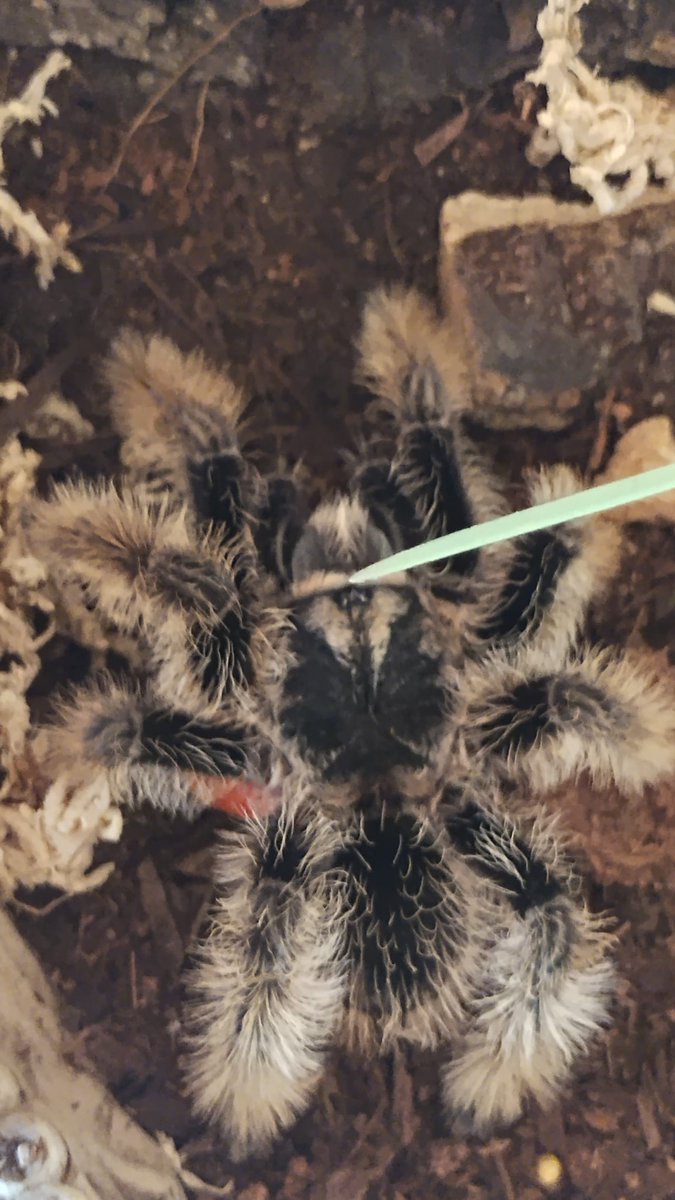 Femcard1's tweet photo. This is Brook, my newest T. 
 Brook is a walking afro.
 Brook doesn't like pudgy preds.
  #tarantulasagainstgaybe 

#lolcows #tarantula #pets #kiwifarm #horrorcows https://t.co/alYl8UlzxB