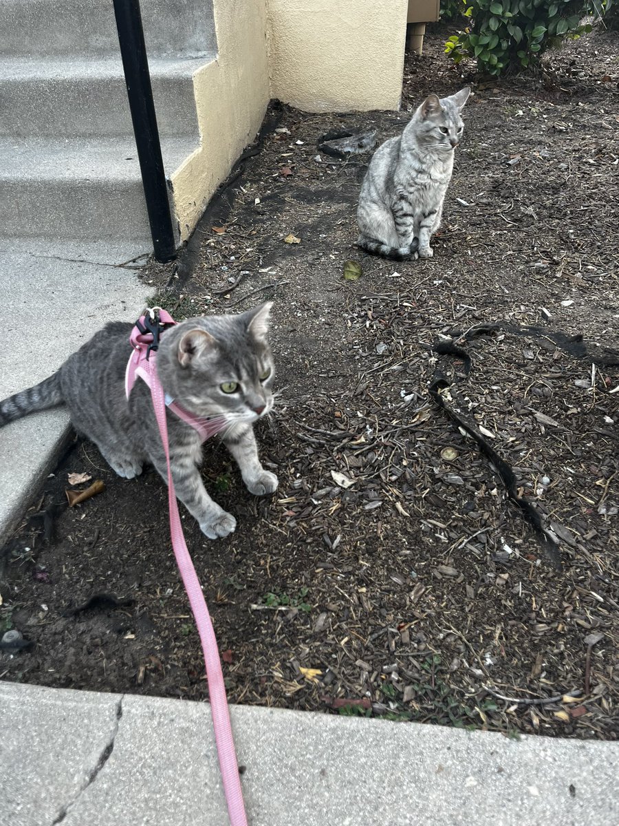 trying to take Squilly on a walk for the first time lmao