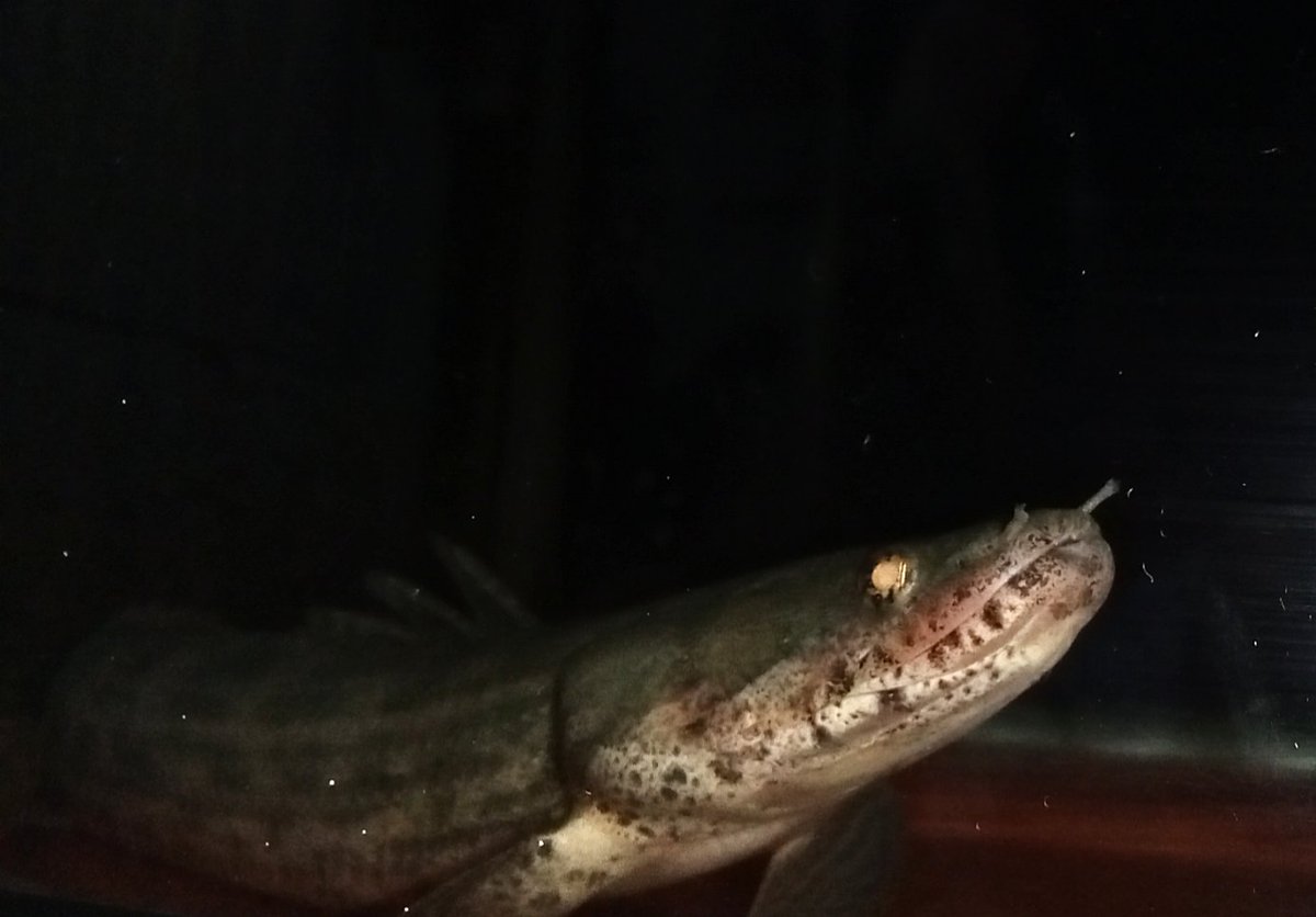 zi5928's tweet image. faranah 🫶🏼
#polypterus #ポリプテルス