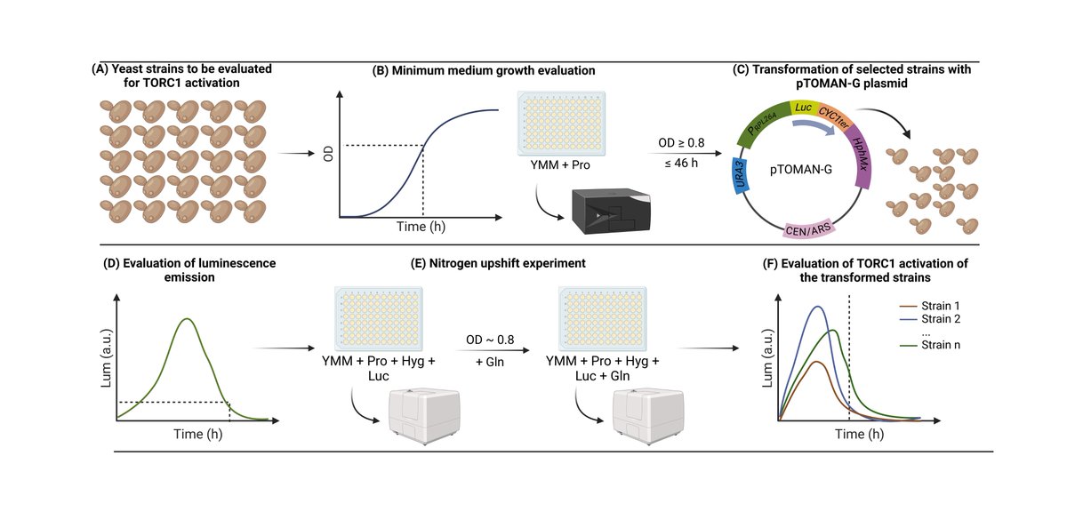 Eduardo I. Kessi-PĆ©rez (@eikp11) on Twitter photo Happy to share our first step-by-step #protocol published in <a href="/bioprotocolbyte/">Bio-protocol</a>, which uses the pTOMAN-G plasmid to monitor TORC1 activation in #yeast, developed in collaboration with Drs <a href="/cmartinezf/">Claudio MartĆnez</a> and Francisco Salinas.
bio-protocol.org/e5356 Happy to share our first step-by-step #protocol published in <a href="/bioprotocolbyte/">Bio-protocol</a>, which uses the pTOMAN-G plasmid to monitor TORC1 activation in #yeast, developed in collaboration with Drs <a href="/cmartinezf/">Claudio MartĆnez</a> and Francisco Salinas.
bio-protocol.org/e5356