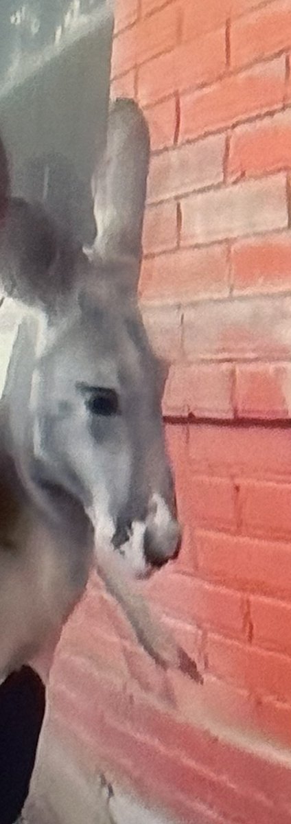 This isn’t my pouch!!

#OPlive
#OPLNation 
<a href="/OfficialOPLive/">On Patrol: Live</a> 
<a href="/OnPatrolNation/">#OPNation</a> 
<a href="/EricCuellar16/">UnOfficialOnPatrolLive</a>
<a href="/karinsoil/">Kari Absher 🐘</a>
<a href="/k_guarez/">Keri</a>
<a href="/jeepingchris/">Chris 𝕏</a>
<a href="/adralicious/">Adrain 💞♑️🌺</a>
<a href="/2003Purple11954/">Purple 2003</a>
<a href="/RichardJMaher/">Richard j Maher</a>
<a href="/samanthaelswic1/">Samantha Elswick</a>
<a href="/CurtisWilson275/">Curtis Winckler Wilson</a>
<a href="/ryclayson/">That One Guy</a>