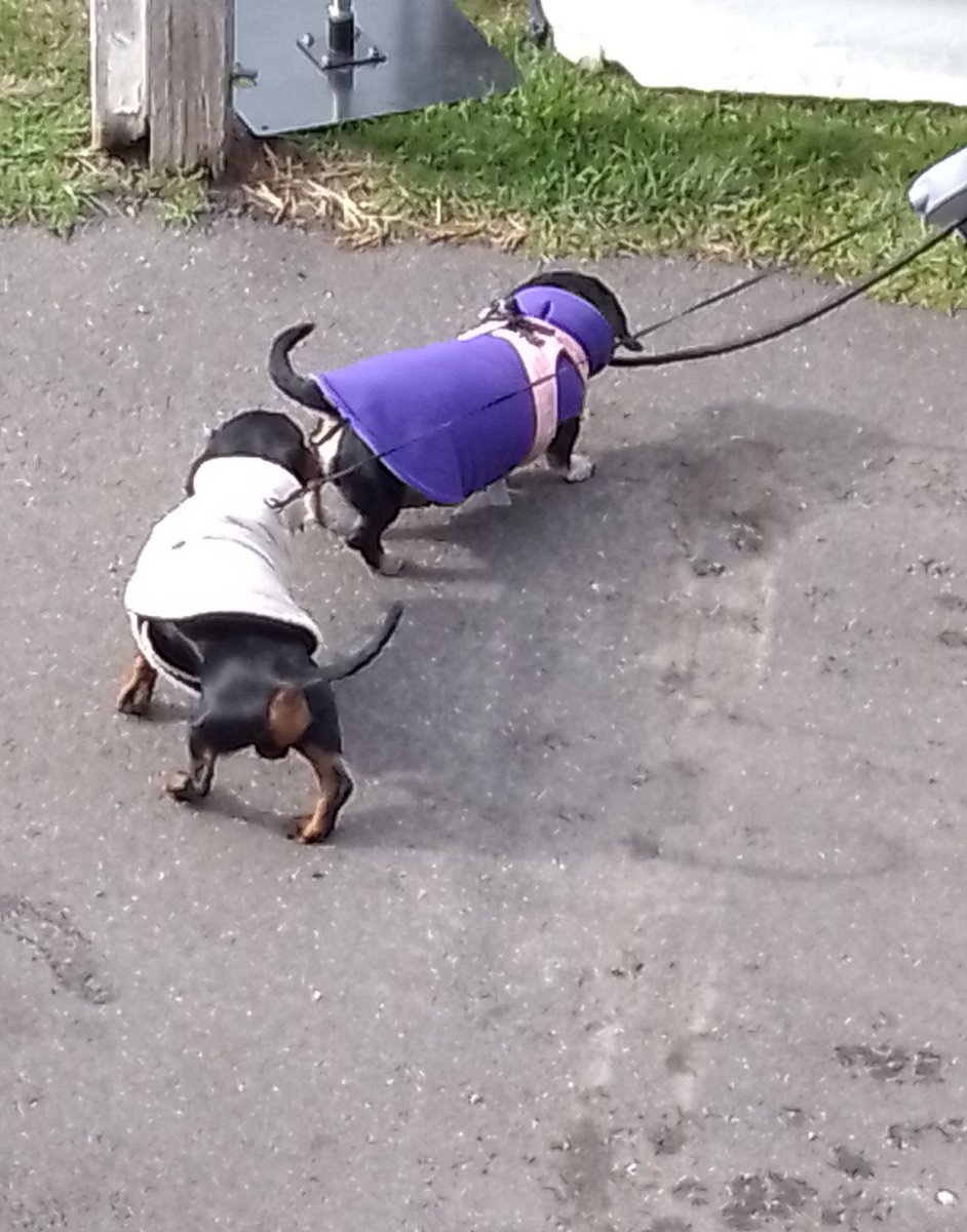 ecokitty7's tweet photo. The doggies are arriving, race ready.
#portfairywinterweekends https://t.co/ocHblFy2If