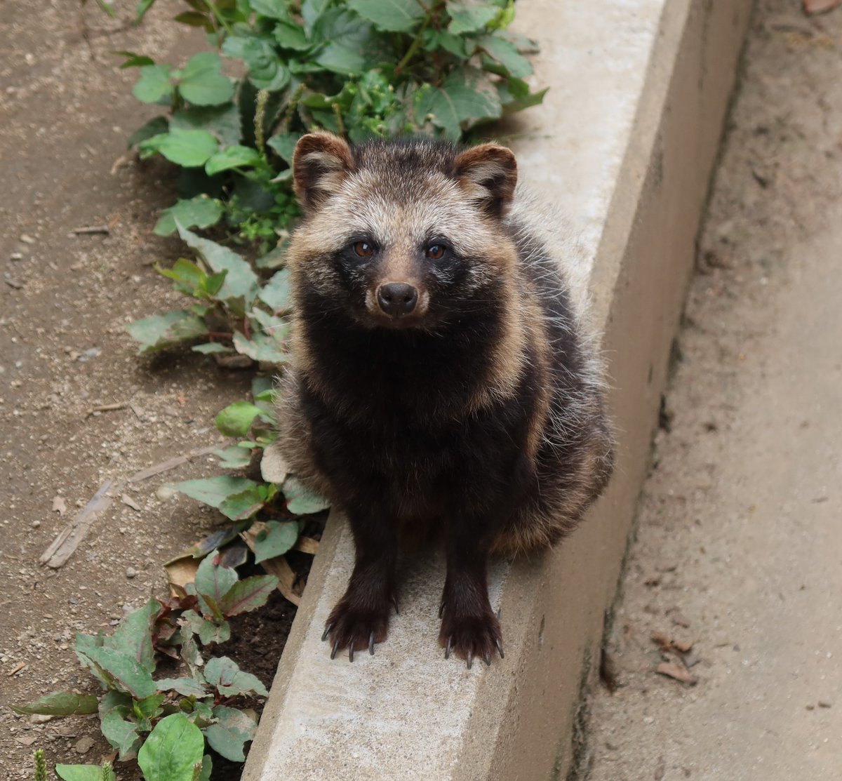 あわちゃん
青森（弘前市弥生いこいの広場）でも元気でね😭またね！
（かみねで会えるのは、今日と6/10と6/12、6/14のみ。お早めに！）
#ホンドタヌキ 
#かみね動物園