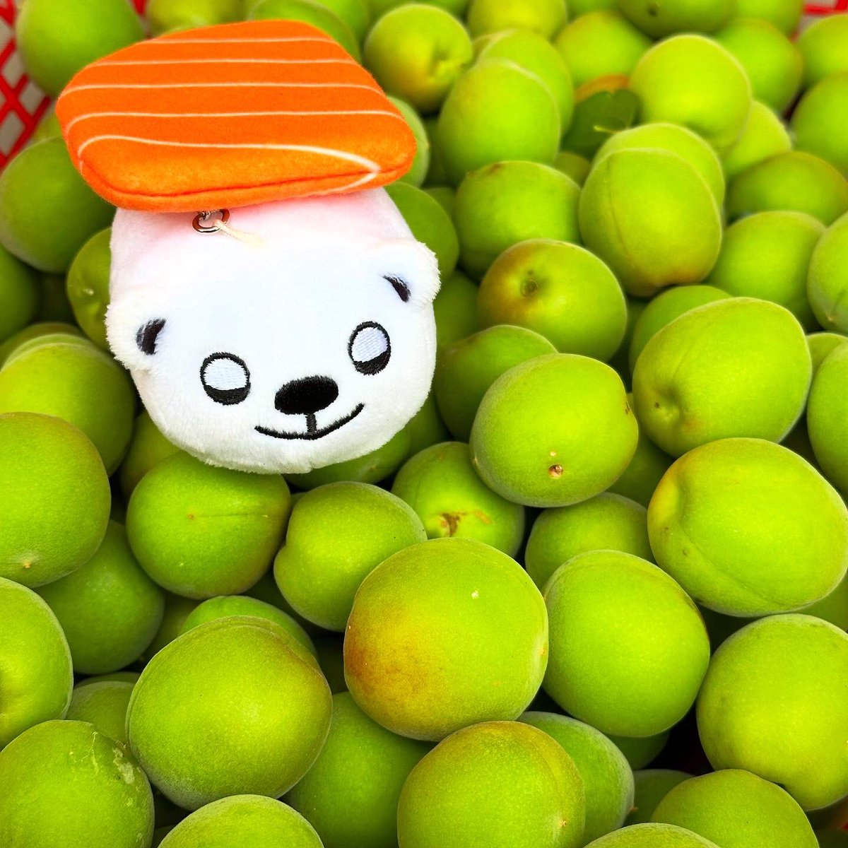 梅の実が実ったので収穫のお手伝いをしたよ。
たくさん採れて甘〜い香りがするね。
梅酒にしようかな、それとも梅干しにしようかな。
#梅の実 #梅酒 #梅干し 
#スシズー #スシメー #sushizoo #susheep #ぬい撮り #ぬいぐるみ