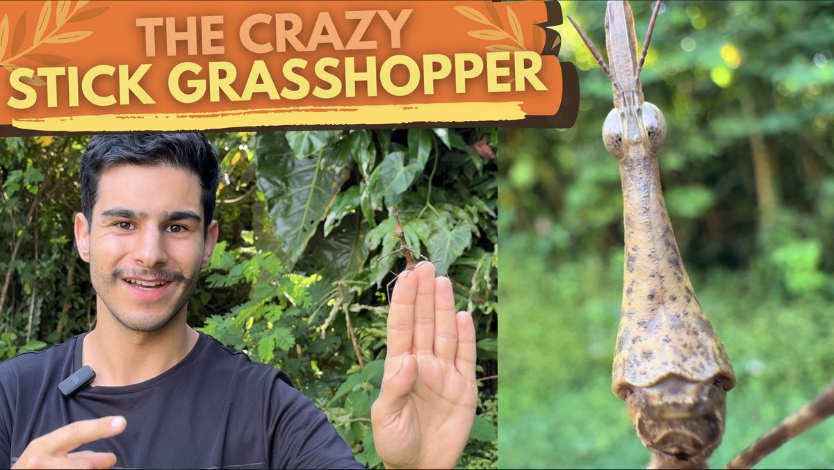 NEW video up of a BELTER of a BUG! 🤩 -youtu.be/JONRa6Ic138