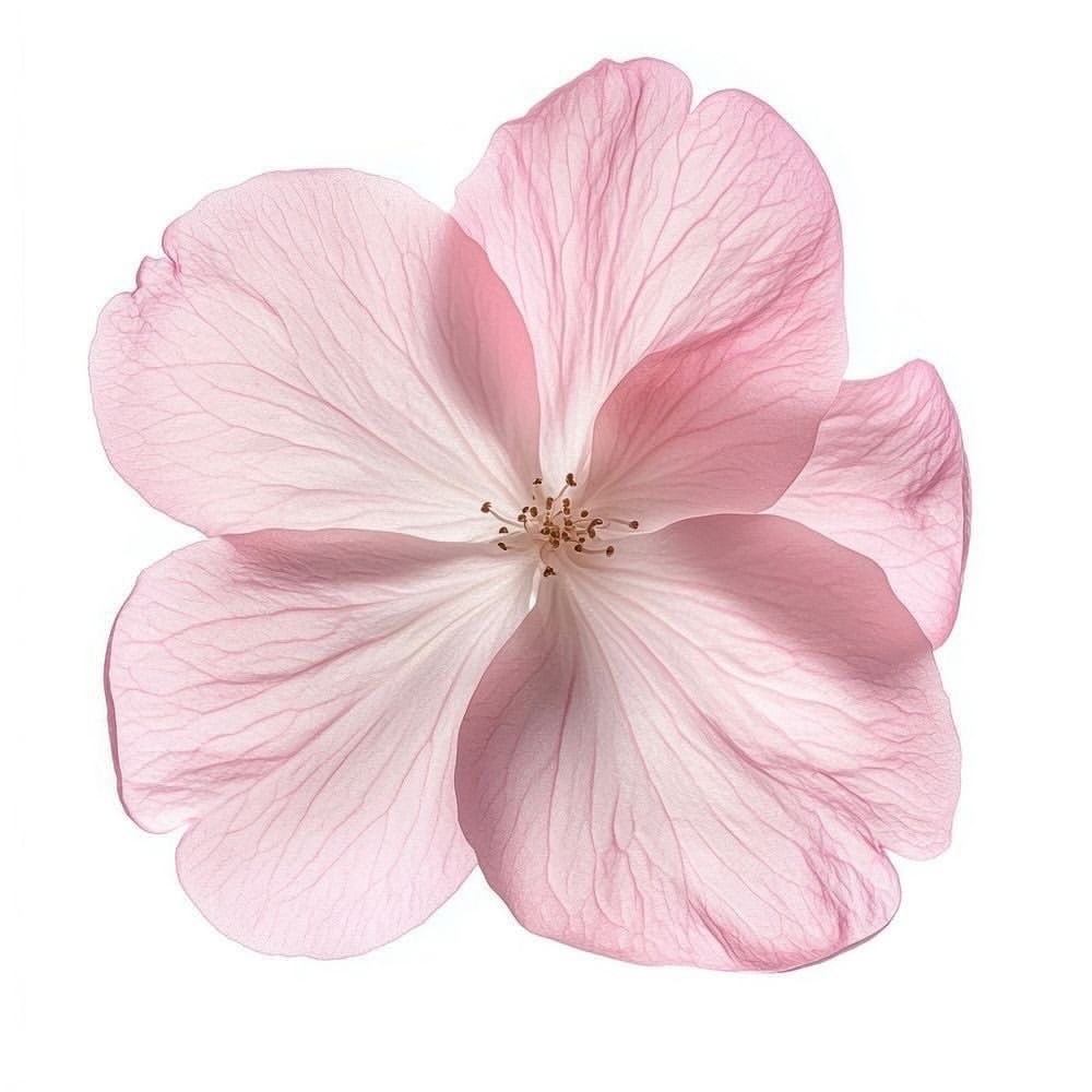 𝑅 (@pacuzl) on Twitter photo 