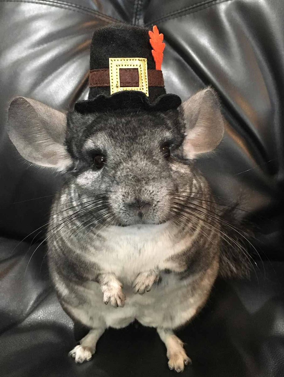 Chinchilla Every Hour (and a half) (@chinchillahour) on Twitter photo 