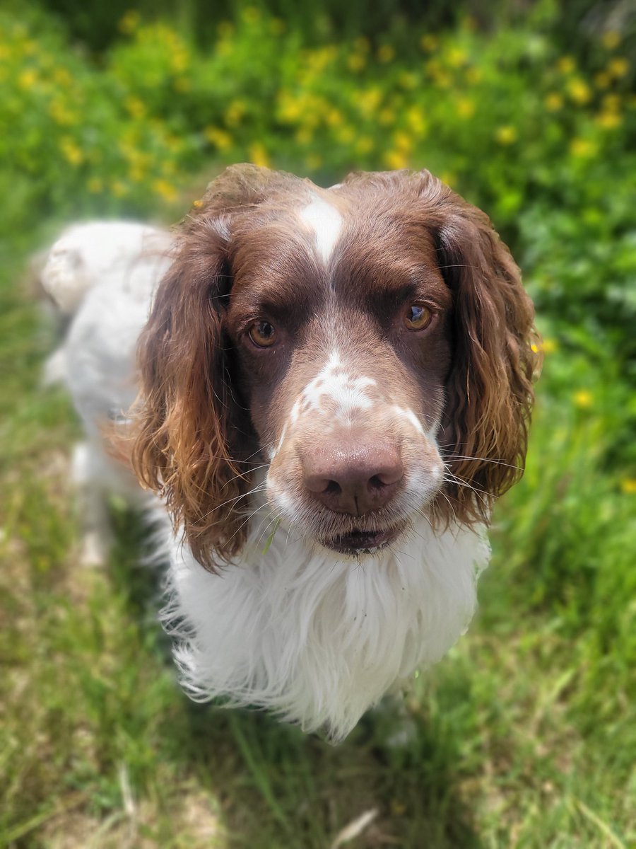 Bubba update... almost 4 months now and we're making slow, but steady progress. Made it to 40 mins of walks in a day, off medications. Have quite a bit of muscle wastage in the back end, but to be expected, hopefully find a physio for him soon. But he's not lost his magic ✨️ ❤️