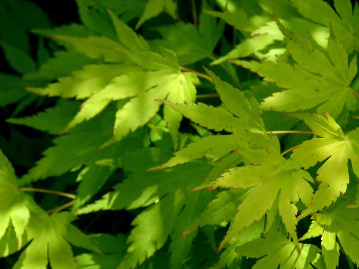 Haikubook1's tweet photo. Restful maple leaves,
verdant hues of mottled green,
and shady shadows.
#haiku #poetry #hues #poetrycommunity #mottled #WritingCommunity #shadows #photograghy #maple #photo https://t.co/SiQ6BgAjq4