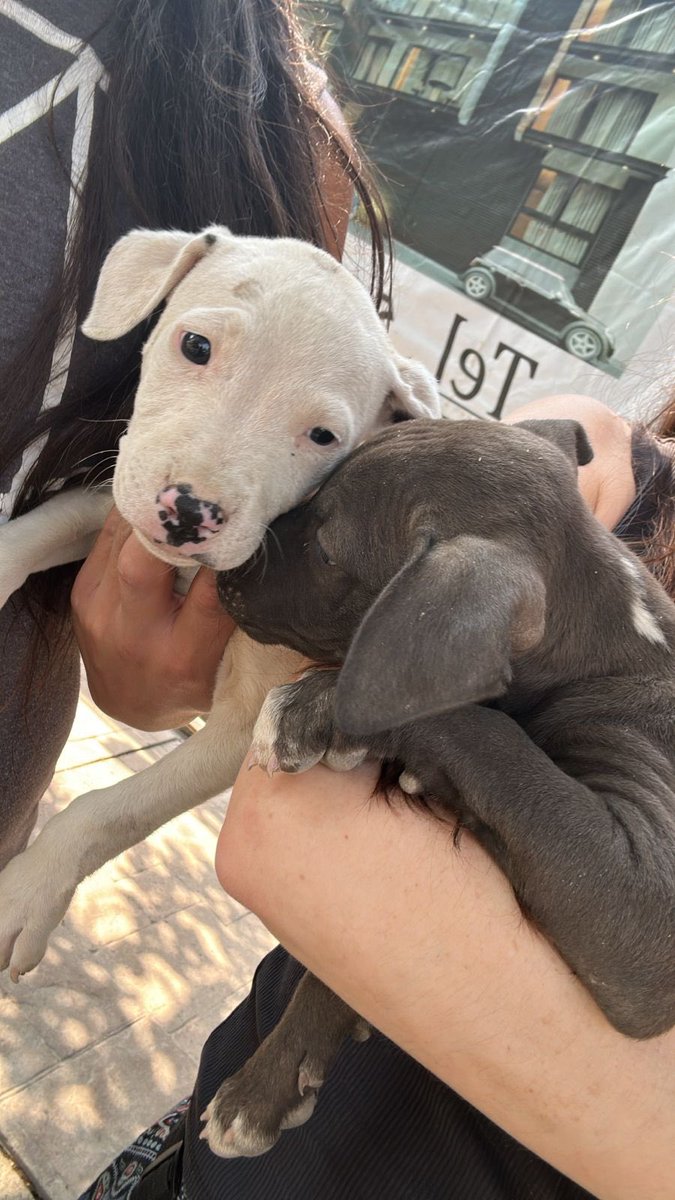 Amigos los lograron sacar pero urgen hogares temporales o adoptantes.🙏🏼🥺

Es en CDMX <a href="/arireyes192/">Alex8</a>