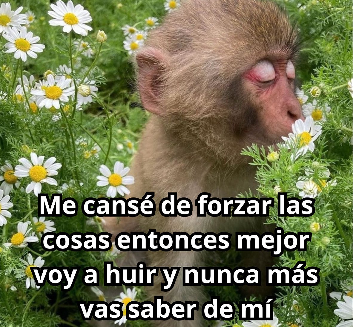 conoloracigarro's tweet photo. https://t.co/0VqjGYnvLV