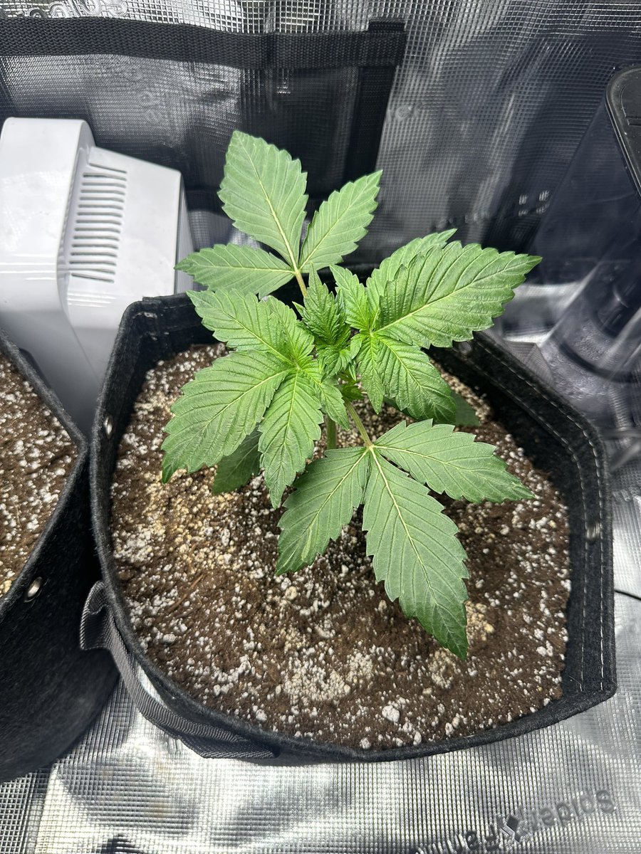 ThiccboiGrows's tweet image. Day 20 on these two beauties. Strawberry Cheesecake from @staubingenetics !!! Really quick growth man these are some speedy girls!
Pro Mix HP soil
@lotusnutrients
Fishsh!t
Recharge every 7 days