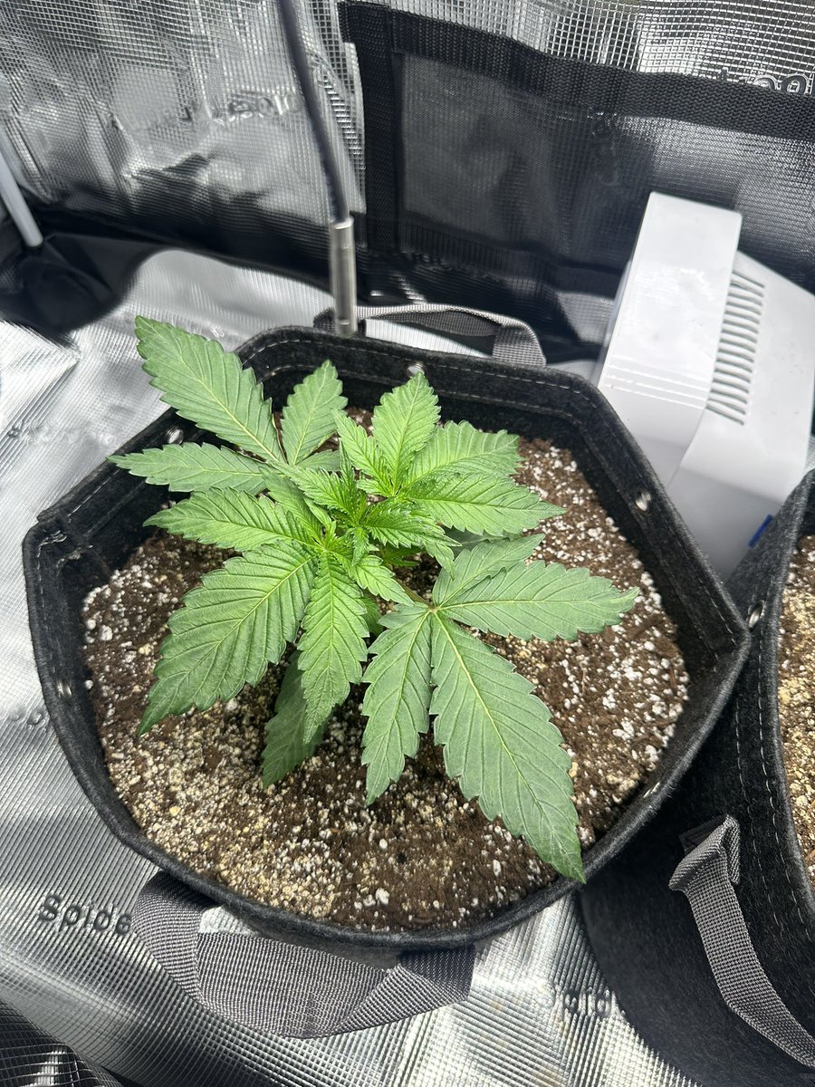ThiccboiGrows's tweet image. Day 20 on these two beauties. Strawberry Cheesecake from @staubingenetics !!! Really quick growth man these are some speedy girls!
Pro Mix HP soil
@lotusnutrients
Fishsh!t
Recharge every 7 days