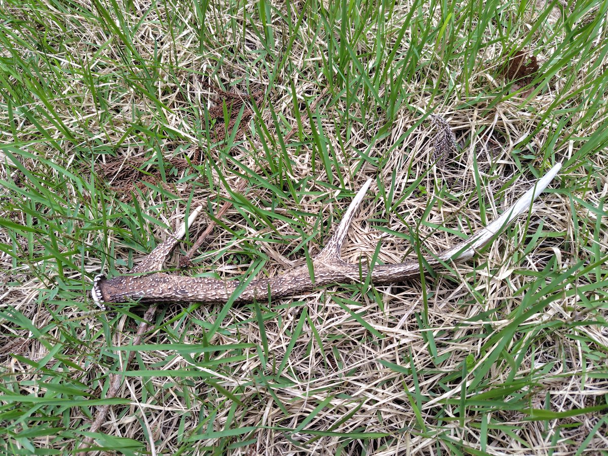 昨日の下山中に鹿🫎さんの落し物がありました。１年に１回生え替わるから相当の数はあるはずなのですがまだ２度目です。木の枝と似てるから見過ごしているのかな。