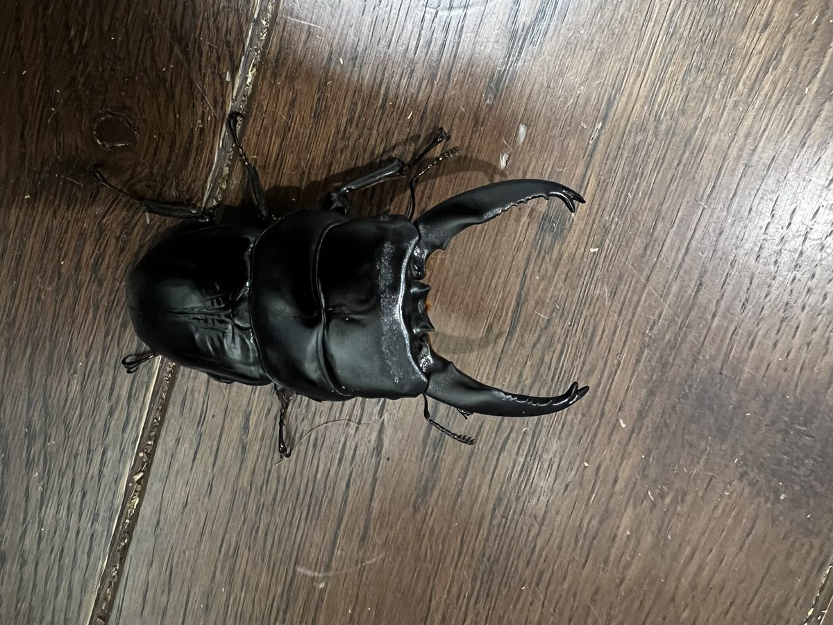 916kudo's tweet photo. 2号機来たので近所の山へ
周りは植林されたスギだらけだけど、コクワ、ノコ来てくれました。
師匠の所に行ってきて実物見てきたが、アルキがヤバかった、 https://t.co/Y5hW7PHZpb
