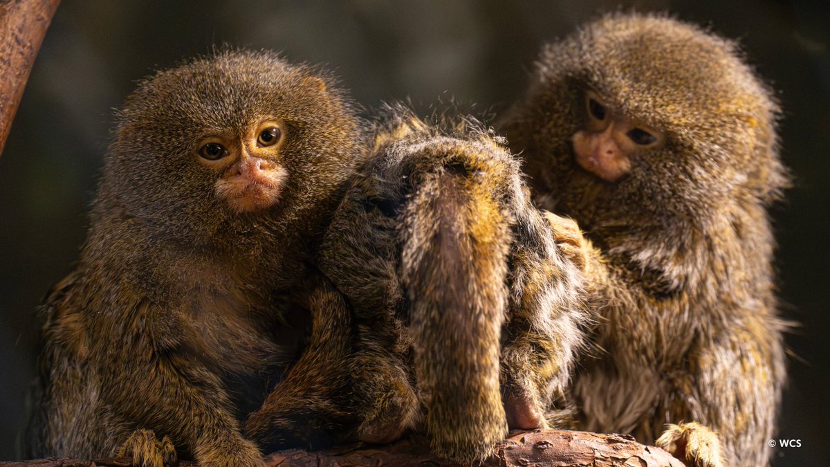 Bronx Zoo tweet media