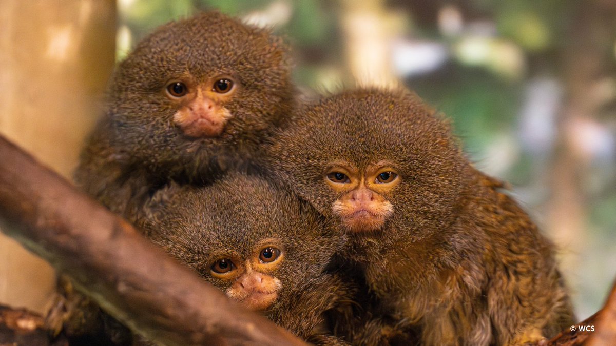 Bronx Zoo tweet media